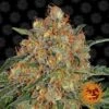 Orange Sherbert - 5PACK - Feminised - Barney's Farm -Uitgelichte Plantenzaadwinkel bf orange sherbert