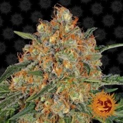 Orange Sherbert - 5PACK - Feminised - Barney's Farm