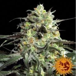 Peyote Cookies - 5PACK - Feminised - Barney's Farm