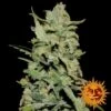 Peyote Critical - 5PACK - Feminised - Barney's Farm -Uitgelichte Plantenzaadwinkel bf peyote critical 1