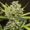 Pineapple Chunk - Feminised - Barney's Farm 1 Pineapple Chunk - Feminised - Barney's Farm -Uitgelichte Plantenzaadwinkel bf pineapple chunk 1