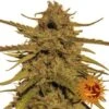 Pineapple Haze - 10PACK - Regular - Barney's Farm -Uitgelichte Plantenzaadwinkel bf pineapple haze