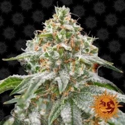 Pink Kush - 5PACK - Feminised - Barney's Farm