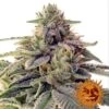 Shiskaberry - Feminised - Barney's Farm 2 Shiskaberry - Feminised - Barney's Farm -Uitgelichte Plantenzaadwinkel bf shiskaberry