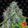 Strawberry Lemonade - 5PACK - Feminised - Barney's Farm