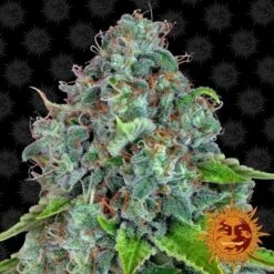 Strawberry Lemonade - 5PACK - Feminised - Barney's Farm