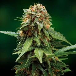 Tangerine Dream - Feminised - Barney's Farm