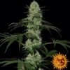Tangerine Dream Auto - 5PACK - Feminised - Barney's Farm -Uitgelichte Plantenzaadwinkel bf tangerine dream auto