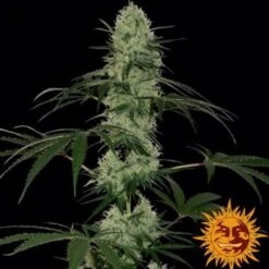 Tangerine Dream Auto - 5PACK - Feminised - Barney's Farm