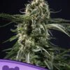 Big Bazooka - 5-pack - Feminised - Anesia Seeds -Uitgelichte Plantenzaadwinkel big bazooka 600x800 1 1