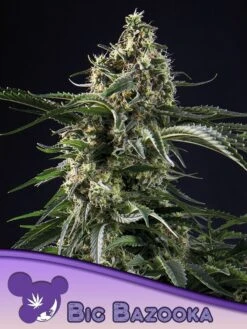 Big Bazooka - 5-pack - Feminised - Anesia Seeds