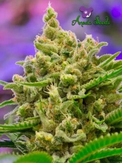 Big Bazooka Auto - 5PACK - Feminised - Anesia Seeds