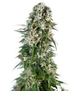 Big Bud Autoflowering - Feminised - Sensi Seeds