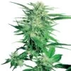 Big Bud - Regular - Sensi Seeds 1 Big Bud - Regular - Sensi Seeds -Uitgelichte Plantenzaadwinkel big bud xl