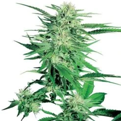 Big Bud - Regular - Sensi Seeds