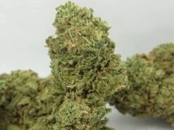 Big Buddha Cheese Autoflowering - 10-pack - Feminised - Big Buddha Seeds -Uitgelichte Plantenzaadwinkel big buddha cheese marijuana strain 3 2