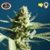 Sch'Lemon Cake - 10-pack - Feminised - Big Buddha Seeds 1 Sch'Lemon Cake - 10-pack - Feminised - Big Buddha Seeds -Uitgelichte Plantenzaadwinkel big buddha seeds sch lemon cake feminized 1