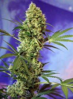 Big Devil Auto - 5-pack - Feminised - Sweet Seeds