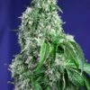 Big Devil (Fast Version) - Feminised - Sweet Seeds -Uitgelichte Plantenzaadwinkel big devil sweet seeds fast version f1