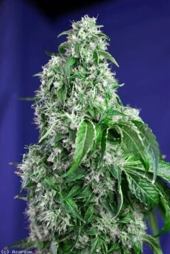 Big Devil (Fast Version) - Feminised - Sweet Seeds