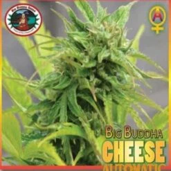 Big Buddha Cheese Autoflowering - 5PACK - Feminised - Big Buddha Seeds -Uitgelichte Plantenzaadwinkel big buddha cheese auto 1 big buddha seeds