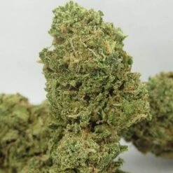 Big Buddha Cheese Autoflowering - 5PACK - Feminised - Big Buddha Seeds -Uitgelichte Plantenzaadwinkel big buddha cheese auto big buddha seeds