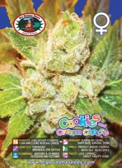 Cookies & Cream Cheese - Big Buddha Seeds -Uitgelichte Plantenzaadwinkel big buddha seeds cookies cream cheese b 1