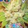 Cookies & Cream Cheese - Big Buddha Seeds -Uitgelichte Plantenzaadwinkel big buddha seeds cookies cream cheese b 2