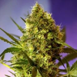 Big Devil #2 Auto - Feminised - Sweet Seeds