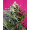 Big Devil XL Auto - Feminised - Sweet Seeds -Uitgelichte Plantenzaadwinkel bigdevilxl