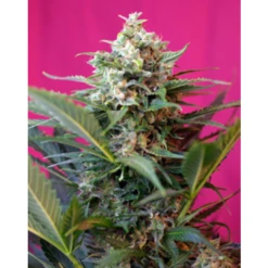 Big Devil XL Auto - Feminised - Sweet Seeds