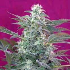 Big Foot - Feminised - Sweet Seeds