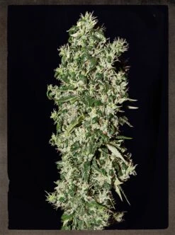 Big Tooth - 5PACK - Feminised - Strain Hunters