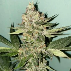 Biscotti 2.0 - 6-pack - Feminised - The Plug Seeds