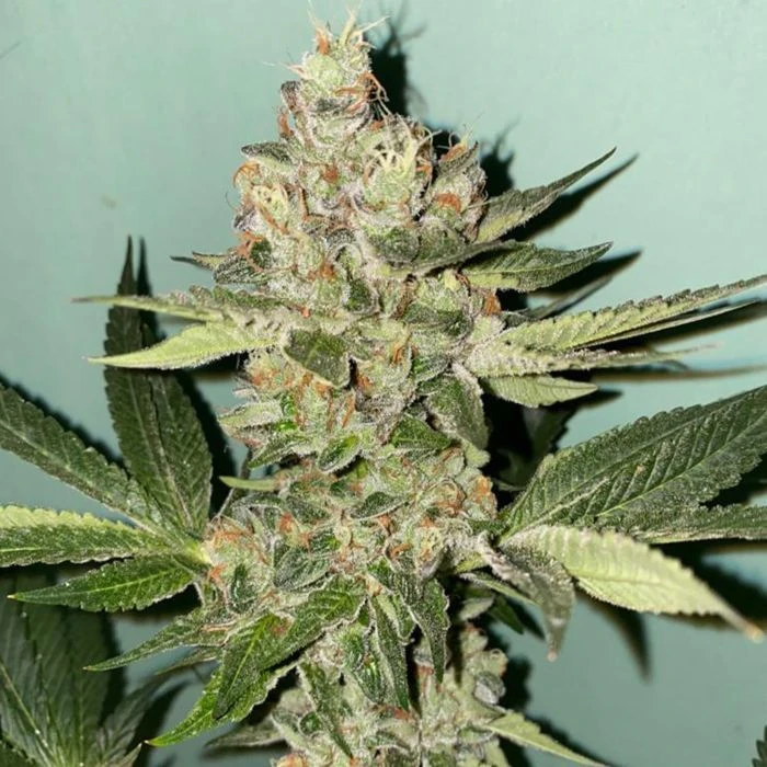 Biscotti 2.0 - 6-pack - Feminised - The Plug Seeds 3 Biscotti 2.0 - 6-pack - Feminised - The Plug Seeds