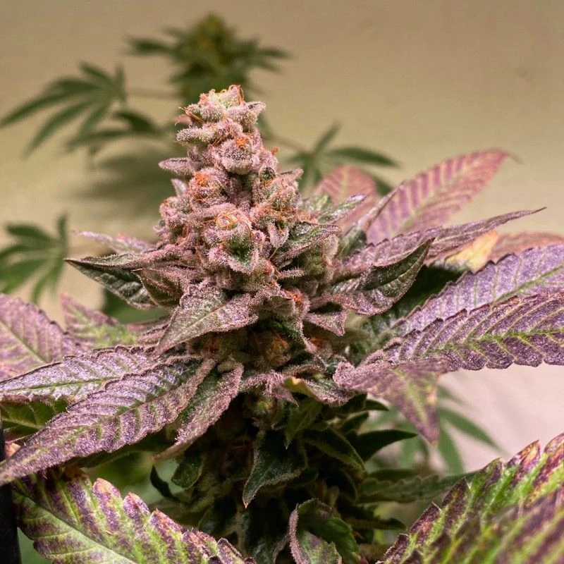 Black Apple Hitchcock - 5PACK - Feminised - T.H.Seeds 5 Black Apple Hitchcock - 5PACK - Feminised - T.H.Seeds - Afbeelding 3