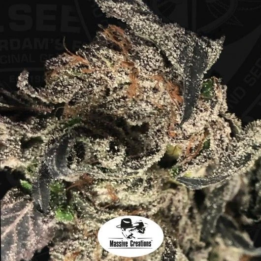 Black Apple Hitchcock - 5PACK - Feminised - T.H.Seeds 4 Black Apple Hitchcock - 5PACK - Feminised - T.H.Seeds - Afbeelding 2