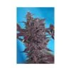 Black Cream Autoflowering - Feminised - Sweet Seeds -Uitgelichte Plantenzaadwinkel black cream 600x600