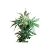 Black Domina - Regular - Sensi Seeds -Uitgelichte Plantenzaadwinkel black domina asc