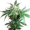 Black Domina - Feminised - Sensi Seeds -Uitgelichte Plantenzaadwinkel black domina photo