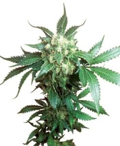 Black Domina - Feminised - Sensi Seeds