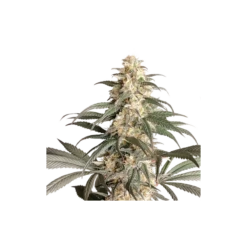 Black Lebanon Kush - 5PACK - Feminised - Super Sativa Seed Club -Uitgelichte Plantenzaadwinkel black lebanon