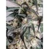 Black Lebanon Kush - 5PACK - Feminised - Super Sativa Seed Club -Uitgelichte Plantenzaadwinkel black lebanon close up