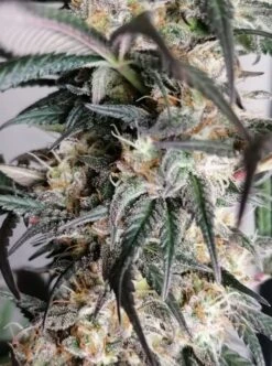 Black Lebanon Kush - 5PACK - Feminised - Super Sativa Seed Club -Uitgelichte Plantenzaadwinkel black lebanon close up 1
