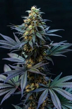 Black Lebanon Kush - 5PACK - Feminised - Super Sativa Seed Club -Uitgelichte Plantenzaadwinkel black lebanon sssc 1