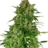 Black Light CBD Auto - 5-pack - Feminised - Sensi Seeds -Uitgelichte Plantenzaadwinkel black lights cbd automatic xl 1 1