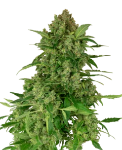 Black Light CBD Auto - 5-pack - Feminised - Sensi Seeds