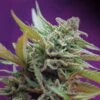Black Jack Auto - Feminised - Sweet Seeds -Uitgelichte Plantenzaadwinkel black auto imagenes marco