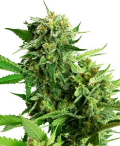Blackberry Cake - Feminised - Sensi Seeds