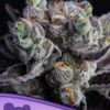Blackberry Moonrocks - 5-pack - Feminised - Anesia Seeds -Uitgelichte Plantenzaadwinkel blackberry moonrocks 600x800 1 1